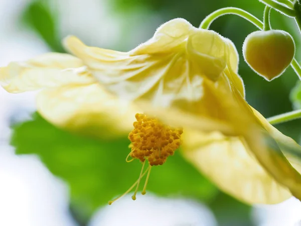 Sárga Abutilon virág zár-megjelöl, lágy fókusz. — Stock Fotó