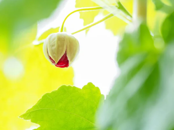 Flower Bud before opening to the sun. — Stock Photo, Image