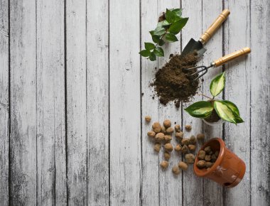 Houseplants nakli. Yetiştirme bitkiler