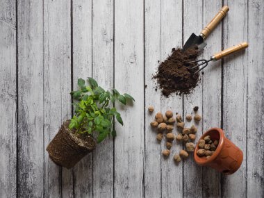 Houseplants nakli. Yetiştirme bitkiler