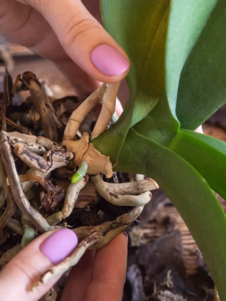 Joven raíz de orquídea de cerca. Orquídeas reproductoras . — Foto de Stock