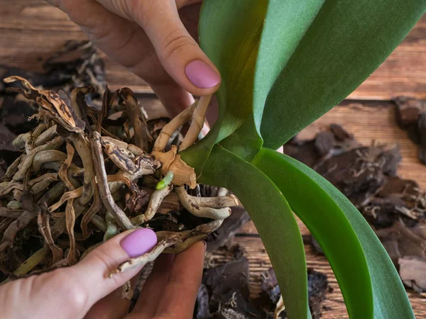 Primer plano de raíz de orquídea joven. Orquídeas reproductoras . — Foto de Stock