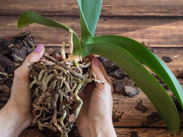 Raíces dañadas de orquídeas. Raíces enfermas de plantas . — Foto de Stock