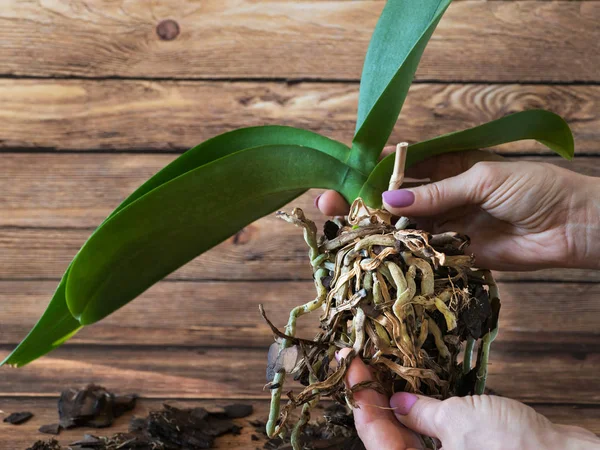 Raíces dañadas de orquídeas. Raíces enfermas de plantas . — Foto de Stock