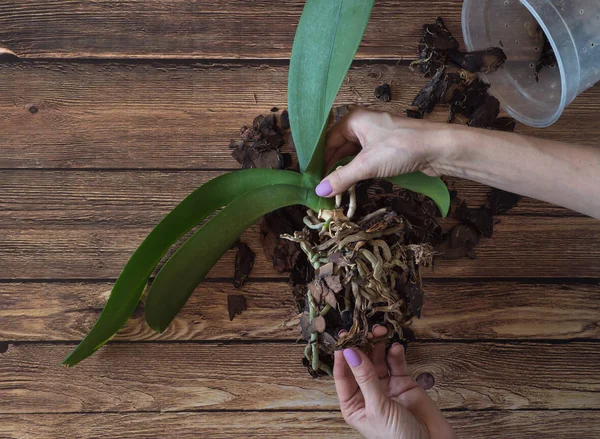 Поврежденные корни орхидеи. Разводящие орхидеи . — стоковое фото