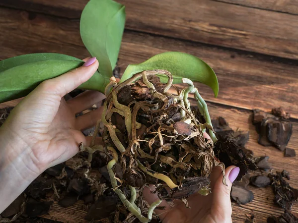 Raíces dañadas de orquídeas. Orquídeas reproductoras . — Foto de Stock