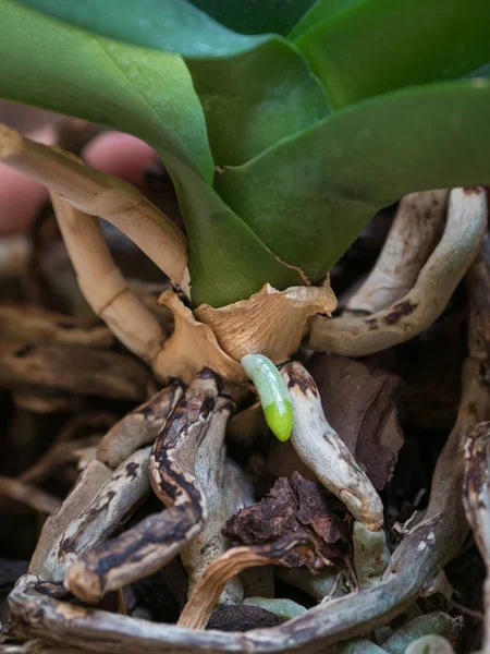 若い蘭ルートのクローズ アップ。蘭を育種. — ストック写真