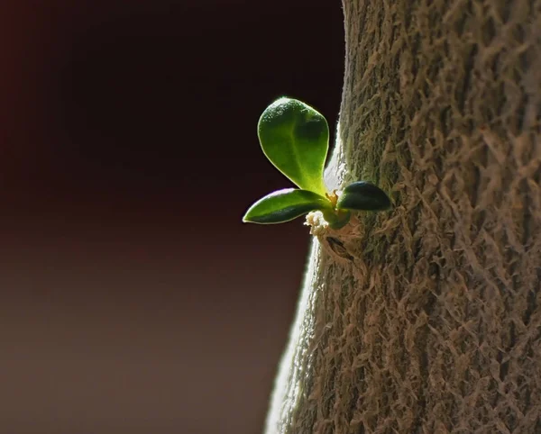Breeding of Adenium. Sprout on the trunk of a tree — Stock Photo, Image