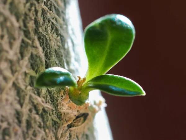 Jonge spruit op de stam van een boom. Close-up. — Stockfoto