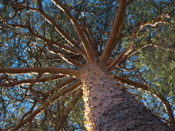 stock image A smooth trunk of the pine tree. Looking up.