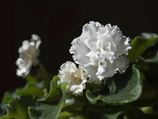 Floração branca Saintpaulia em um fundo preto . — Fotografia de Stock