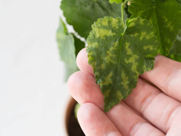 Houseplants yaprakları Klorozis. Bitki hastalığı.
