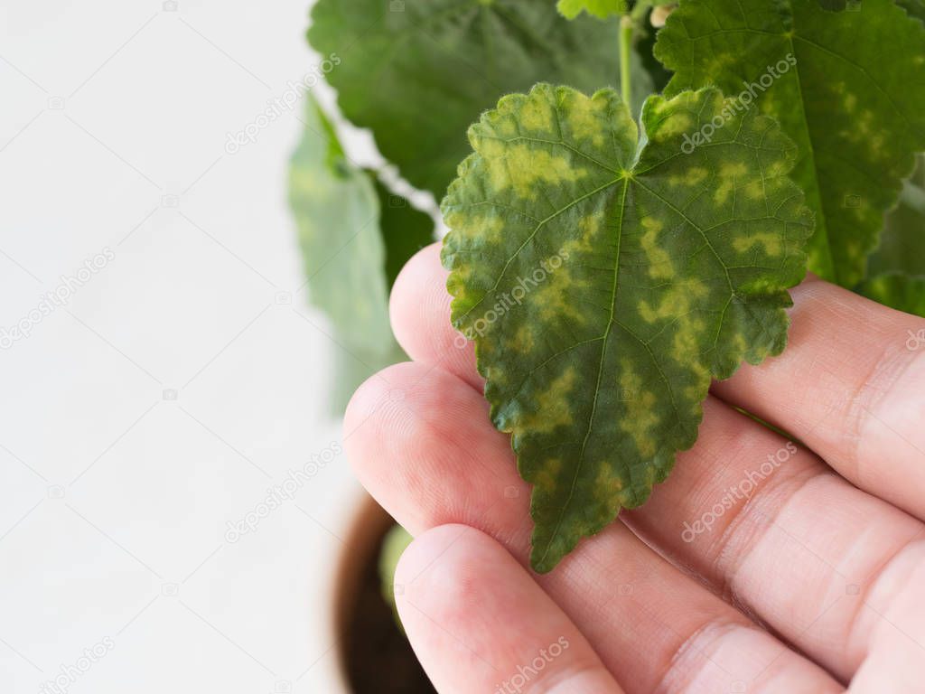 Chlorosis of leaves of houseplants. Plant disease.