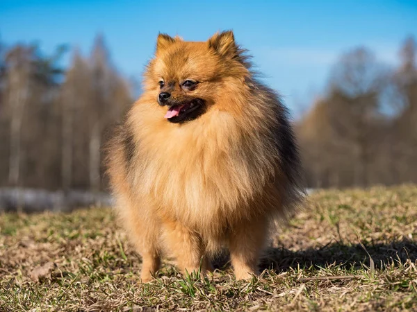 Kutya kis Spitz séta a gyepen tavasszal. — Stock Fotó