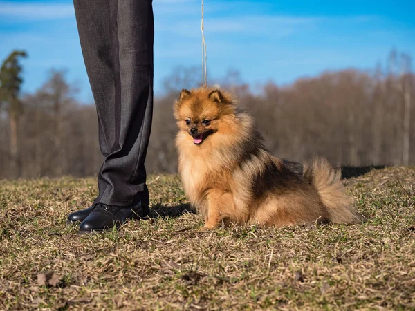 Маленький червоний собака сидить біля ніг свого власника на осінньому лузі . — стокове фото