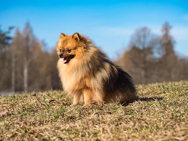 赤い小さなスピッツ犬は秋の草原に座っている. — ストック写真