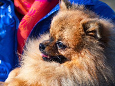 Elinde oturan kırmızı küçük Spitz köpek.