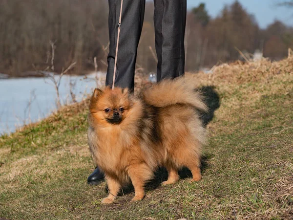 Vörös kiskutya Spitz kutya és karcsú lábak sétálni. — Stock Fotó