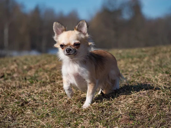 Hosszúszőrű színes Sable Chihuahua kutya pózol. — Stock Fotó