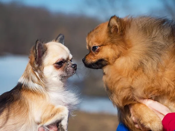 Spitz és Chihuahua kutyák játszanak egymással. — Stock Fotó