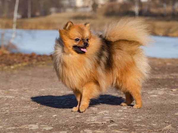 Adorable pomeranian spitz cachorro posando al aire libre . —  Fotos de Stock
