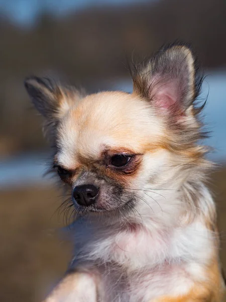 Portré hosszú hajú színes Sable Chihuahua kutya. — Stock Fotó