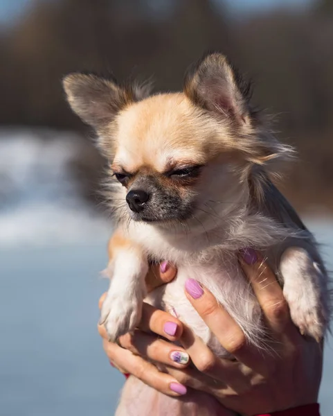 Mały pies w ramionach. Portret psa Chihuahua. — Zdjęcie stockowe