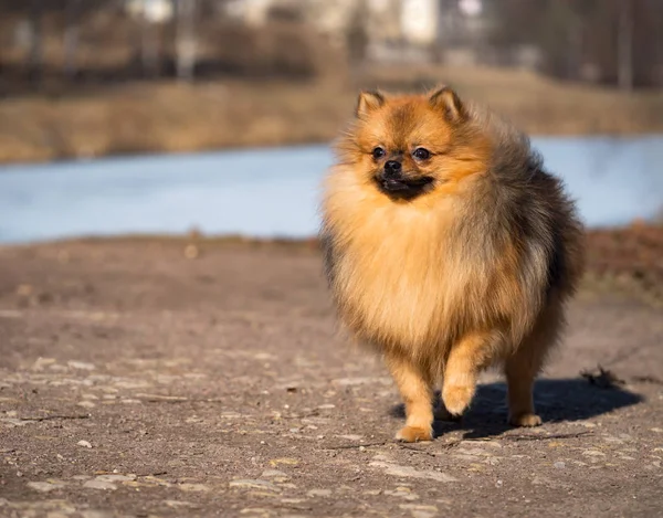 Açık havada poz sevimli kırmızı Spitz Puppy. — Stok fotoğraf