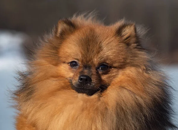 Imádnivaló piros Spitz kölyök portré. Közelről. — Stock Fotó