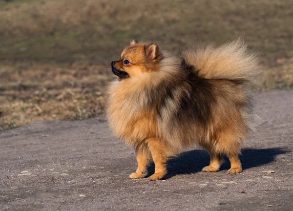 Imádnivaló piros Spitz kiskutya pózol kint. — Stock Fotó