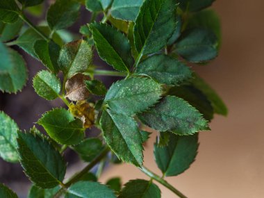 Örümcek akar tarafından hasarlı yaprakları. Bitki hastalığı.