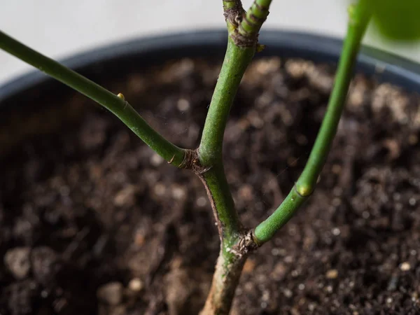 Araignée parasite acarien sur un rosier. Gros plan . — Photo