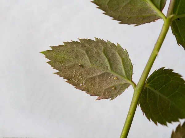 Hojas dañadas por ácaro araña. Enfermedad vegetal . — Foto de Stock