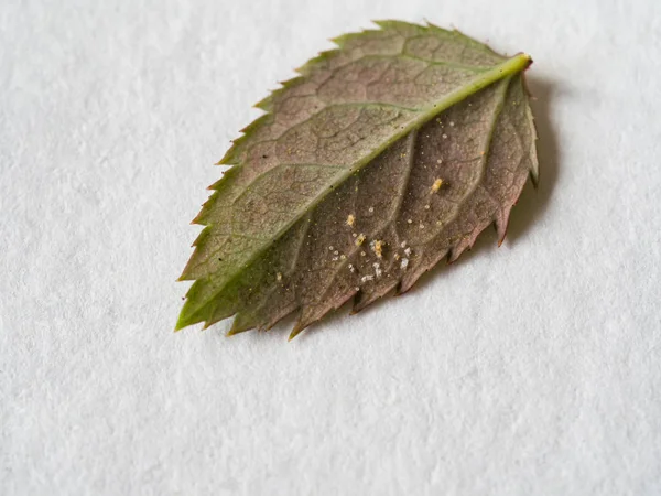 Spider mites on the roses. Diseases of plants. — Stock Photo, Image
