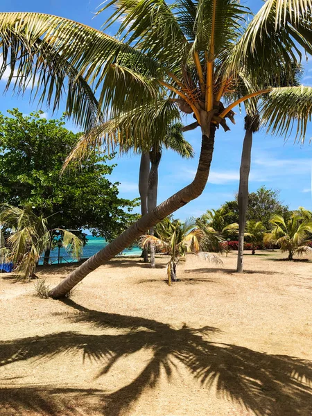 Tropische Oase an der Karibikküste. — Stockfoto