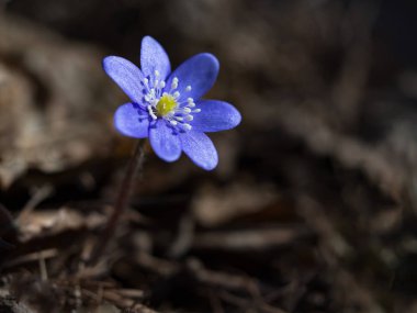 Mavi orman çuha çiçeği baharı. Yakın çekim.