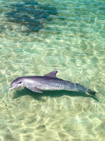 Dolphin in the turquoise color of the sea wave.