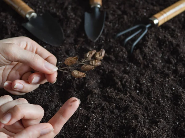 Sementes de tabaco no dedo. Plantação de sementes de tabaco — Fotografia de Stock