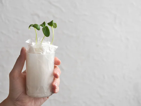 Cultivo de plántulas sin moler en papel . — Foto de Stock