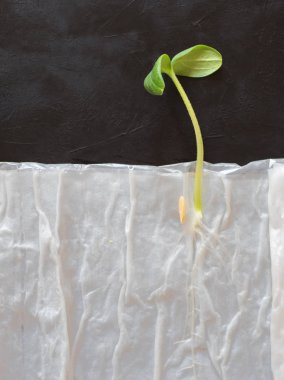 Siyah bir arka plan üzerinde kağıt zemin olmadan büyüyen fideler