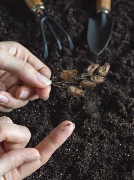 Plantando sementes de tabaco. Sementes de tabaco no dedo . — Fotografia de Stock