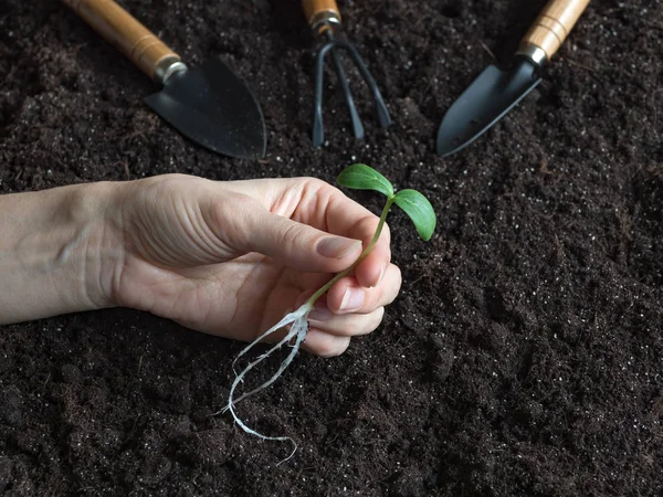 Brotar plántulas en la mano antes de plantar en el suelo —  Fotos de Stock