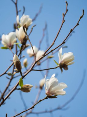 Mavi gökyüzüne karşı çiçekli Magnolia. Yakın çekim.