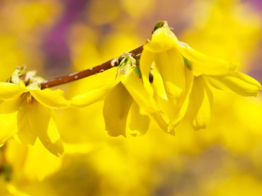 Çiçeklenme sarı forsythia yakın çekim. 