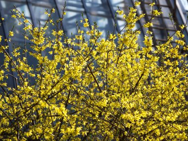 Çiçek açan sarı forsythia. Bahar arka planı.