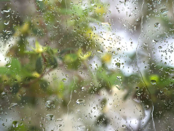Droppar på glaset och växterna bakom glaset. — Stockfoto