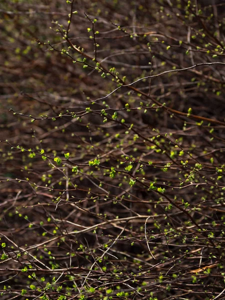 Tavasszal virágzó rügyek. Zöld háttér. — Stock Fotó