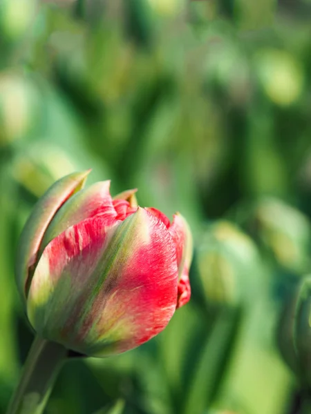 Fundo floral primavera. Bud tulipa ao sol . — Fotografia de Stock