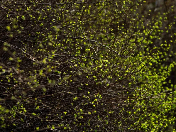 Gemme che sbocciano in primavera. Sfondo verde . — Foto Stock