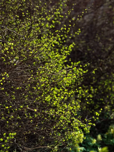 De toppen bloeien in het voorjaar. Groene achtergrond. — Stockfoto